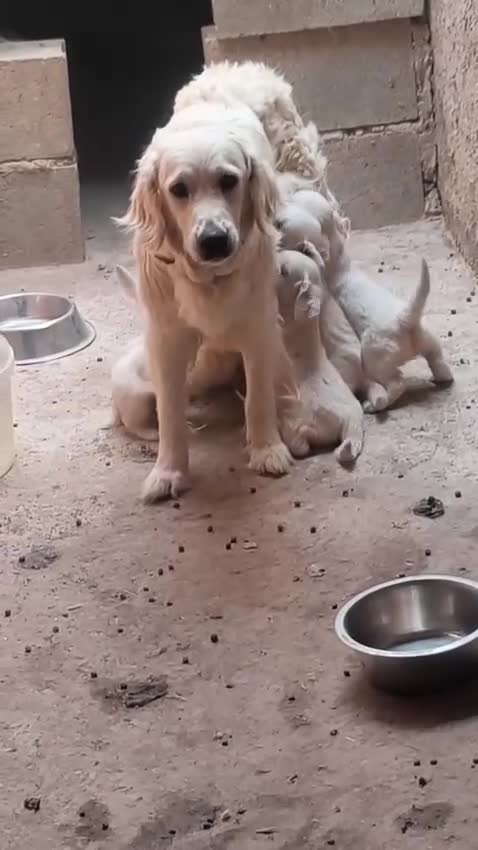 Golden Retriever perros en venta: Golden retriever - Video 1