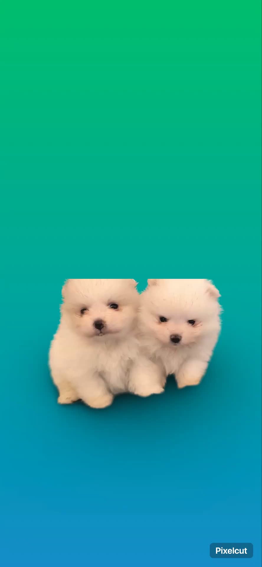 Pomerania perros en venta: PRECIOSA PAREJA DE POMERANIA RUSOS MINI - Video 1