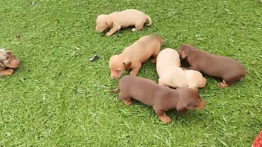 Teckel Miniatura perros en venta: Teckel mini  - Video 1