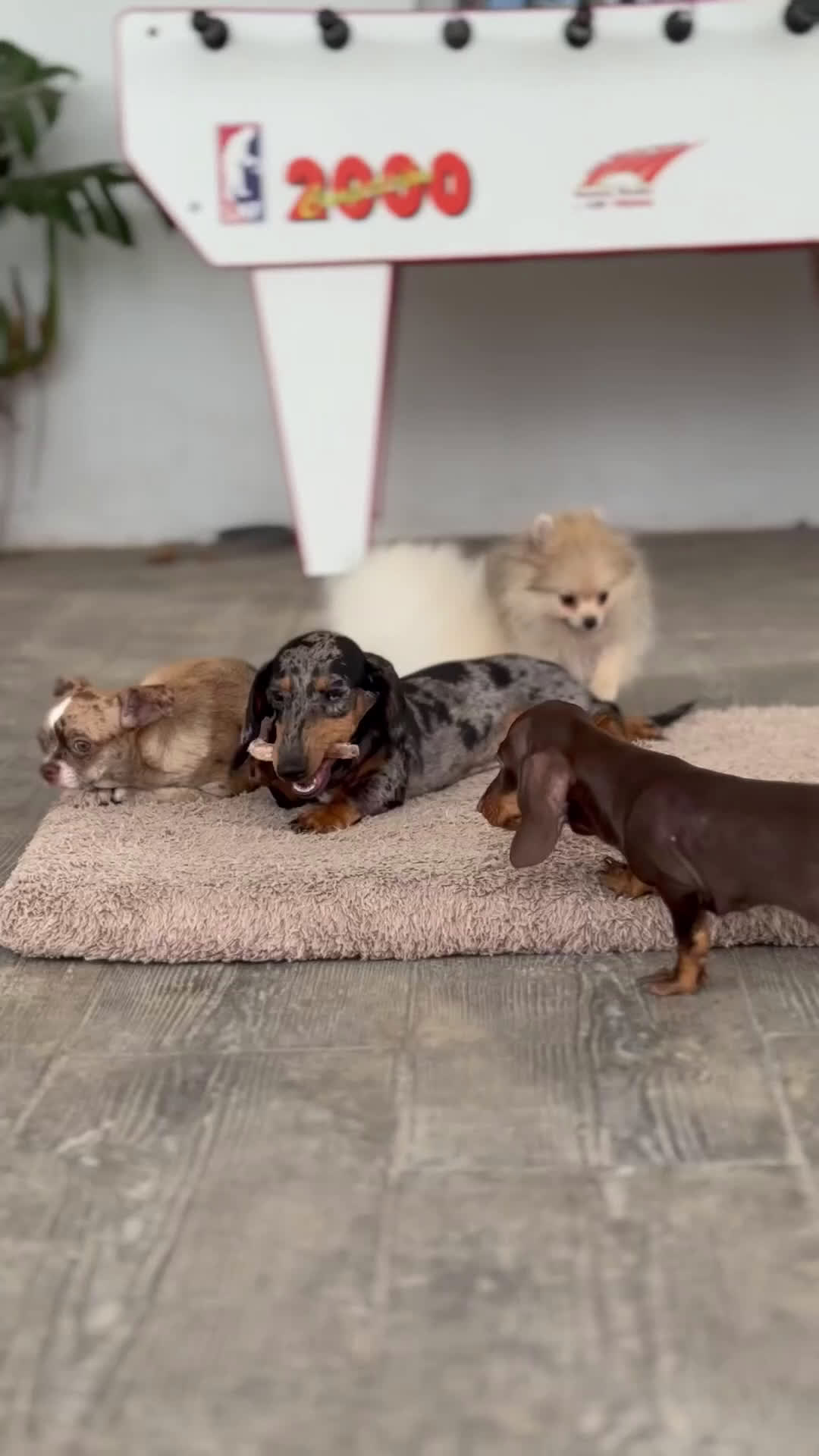 Pomerania perros en venta: 🐾 Froxty y Strike – Pomerania únicos 🐾 - Video 1