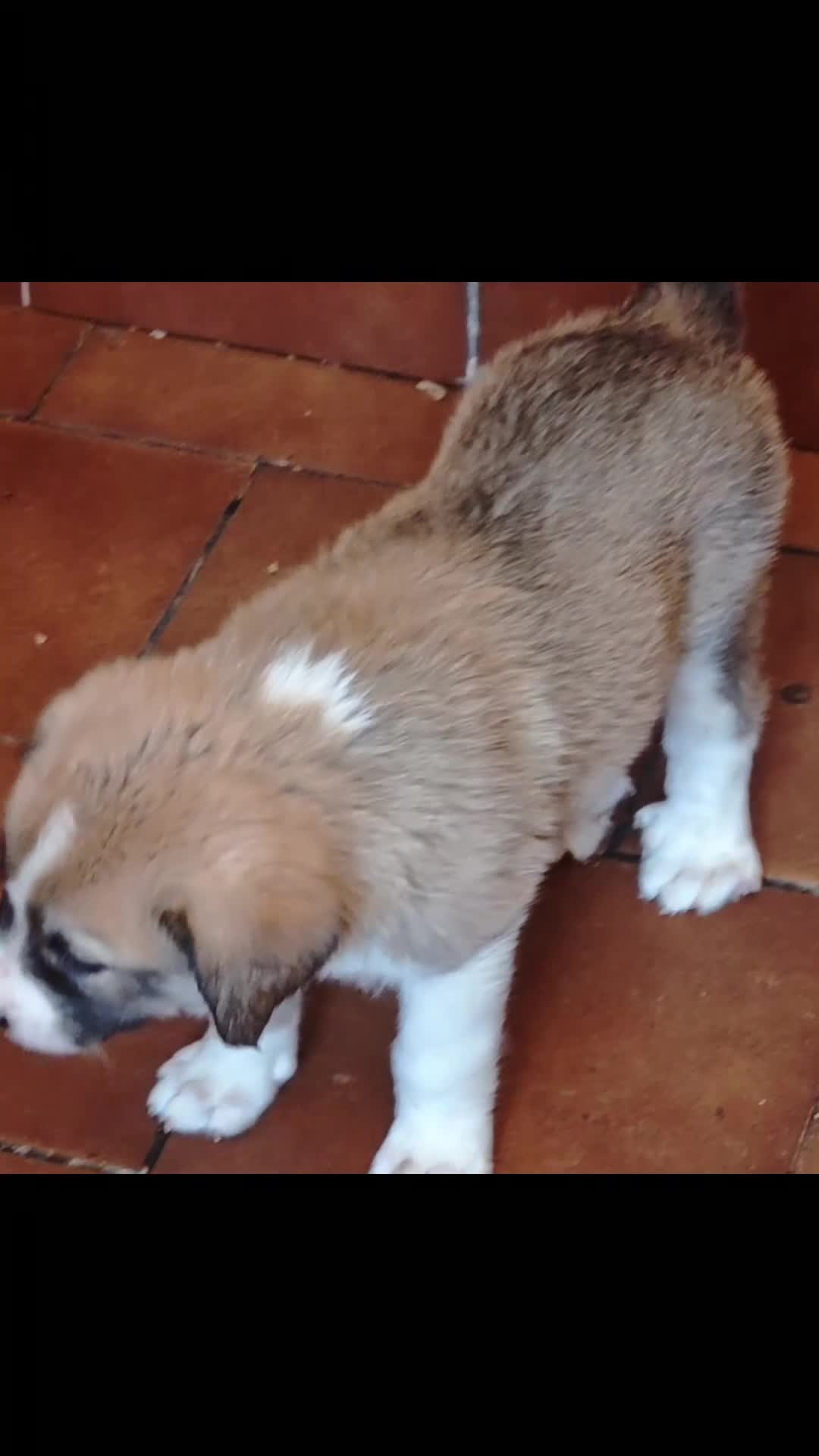 Mastín Español perros en adopcion: Mastin español - Video 4