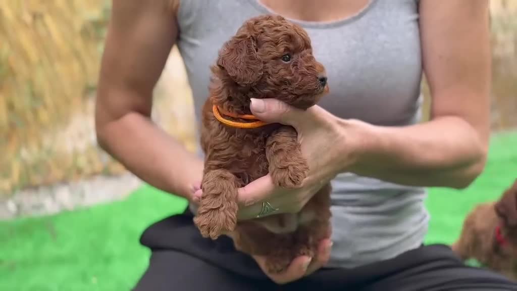 Caniche Toy perros en venta: Caniches - Video 2