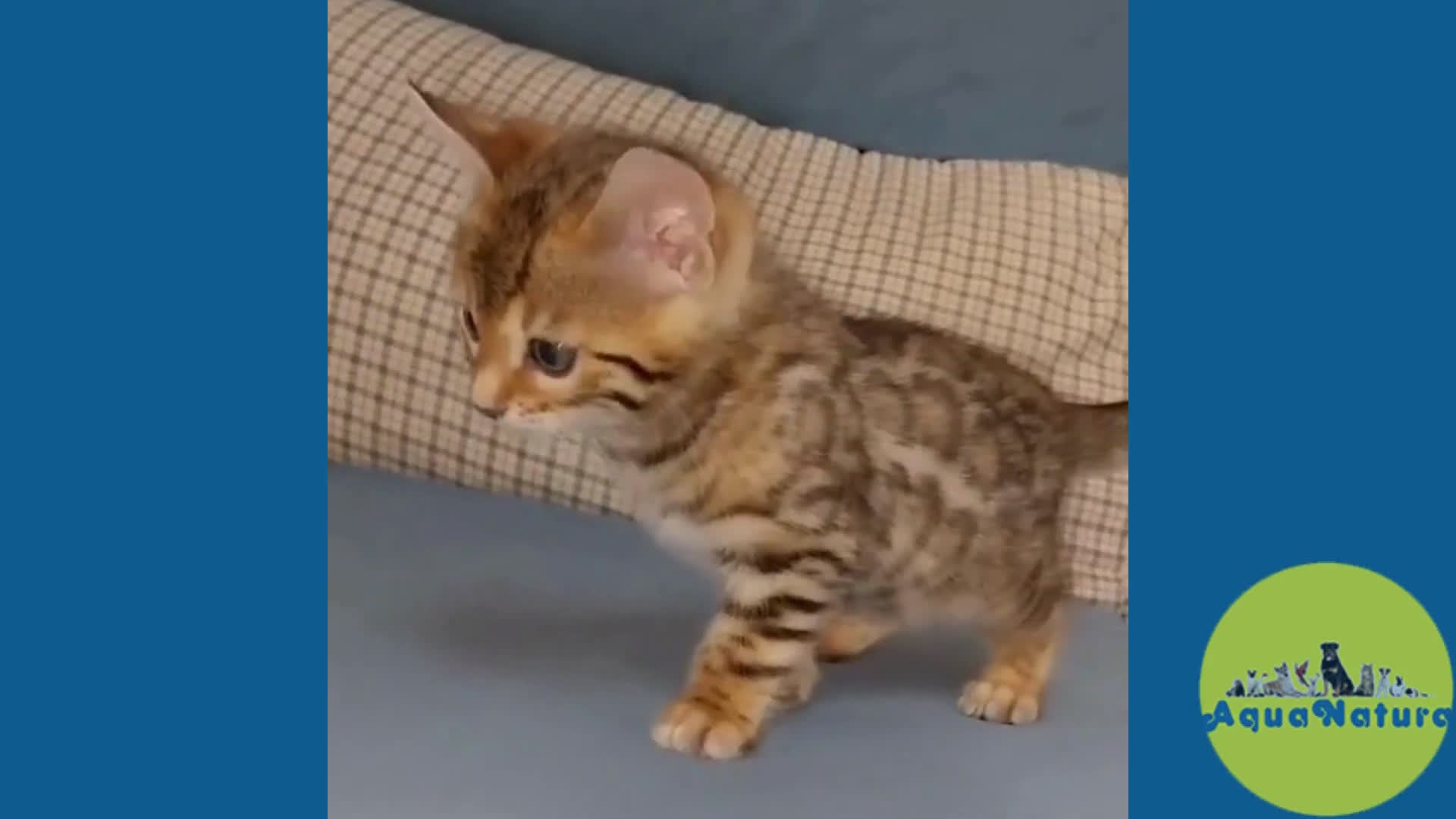 Bengalí gatos en venta: Bengali Hembra 1 AQUANATURA en Barcelona - Video 1