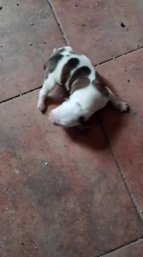American Staffordshire-Terrier perros en venta: American Stafford  - Video 1