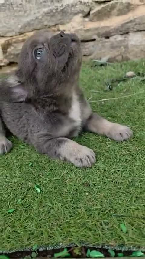 Bulldog Francés perros en venta: Bulldog frances fluffy - Video 1