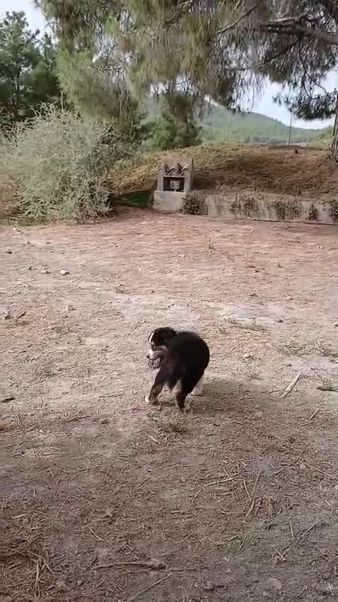 Pastor Australiano perros en venta: PASTOR AUSTRALIANO  - Video 1
