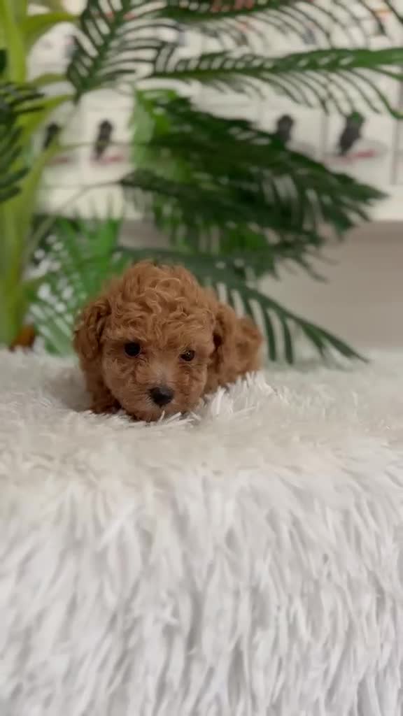 Caniche Toy perros en venta: CANICHE TOY-LISTA PARA ENTREGAR - Video 1