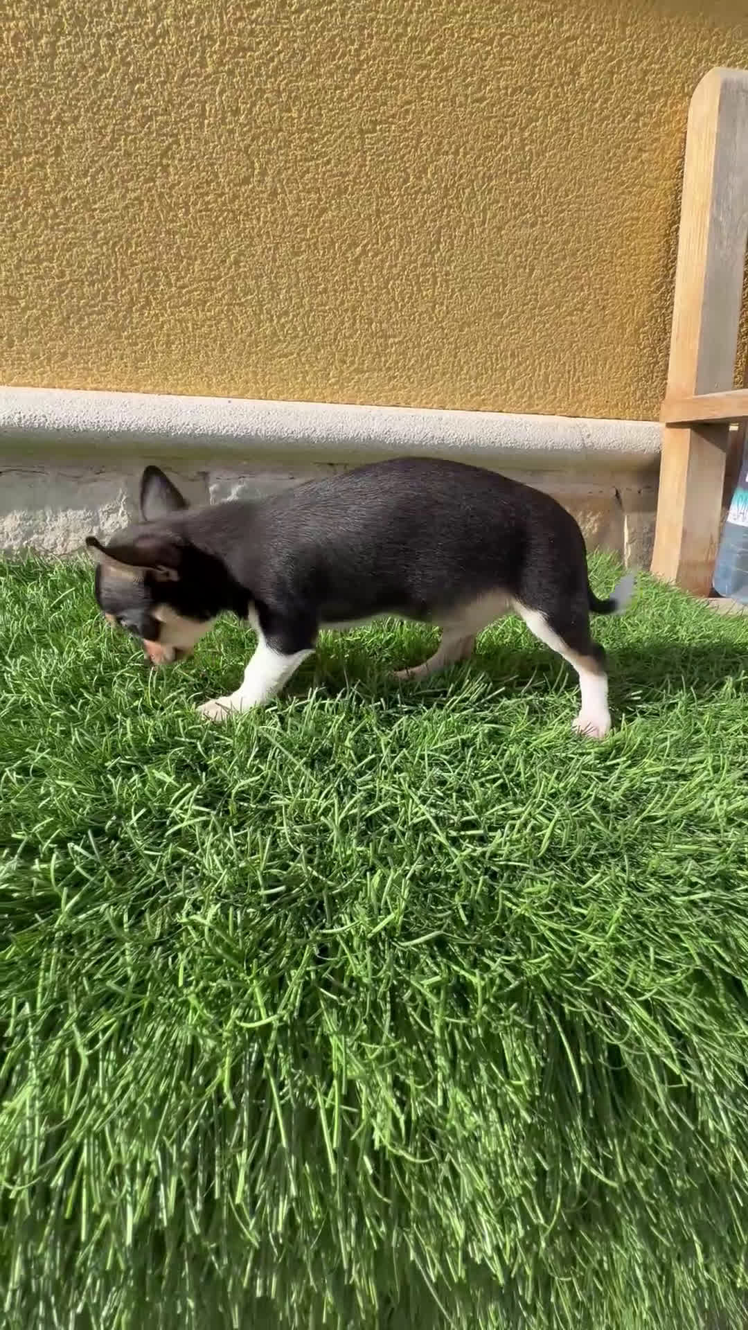 Chihuahua perros en venta: Chihuahua Toy tricolor macho - Video 1