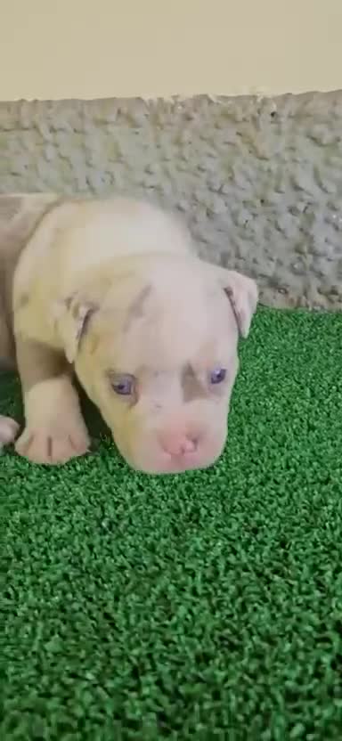 American Bully perros en venta: American Bully Pocket  - Video 1