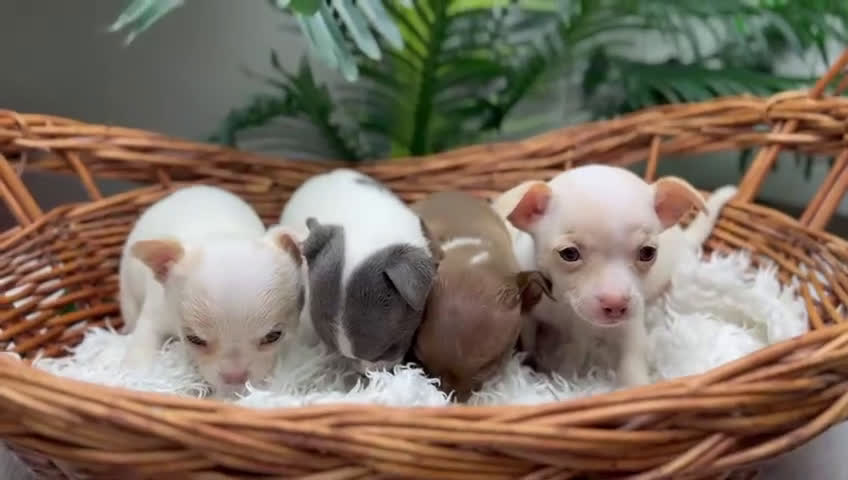Chihuahua perros en venta: CHIHUAHUA  - Video 1