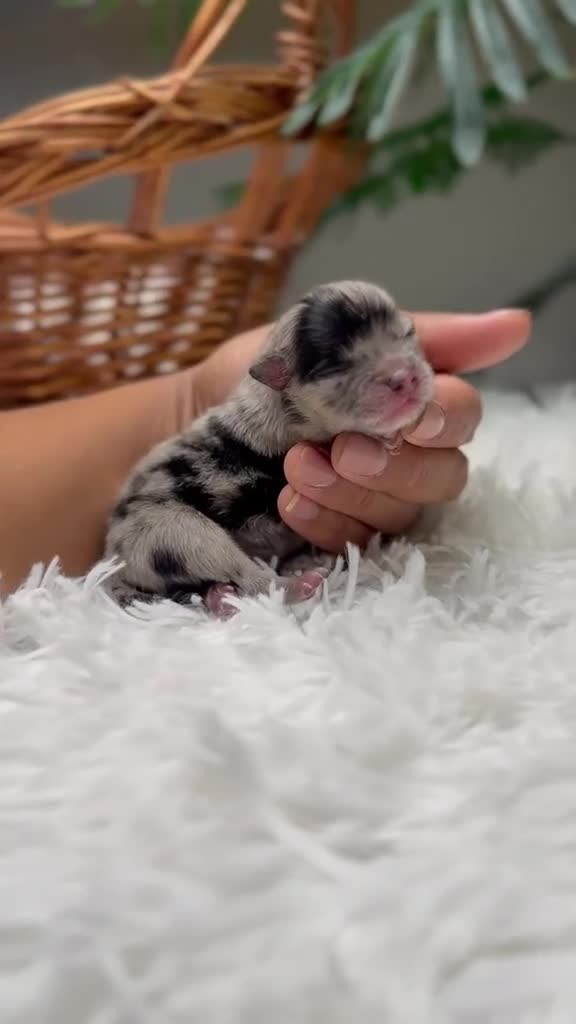 Pomerania perros en venta: POMERANIA  - Video 1