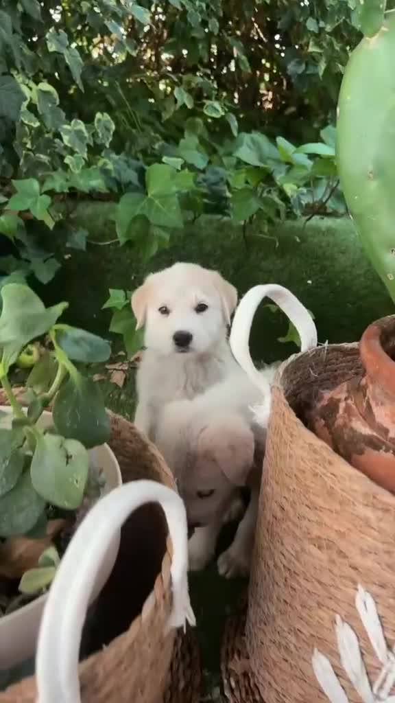 Golden Retriever perros en venta: Disponible Machos de Golden Retriever  - Video 2