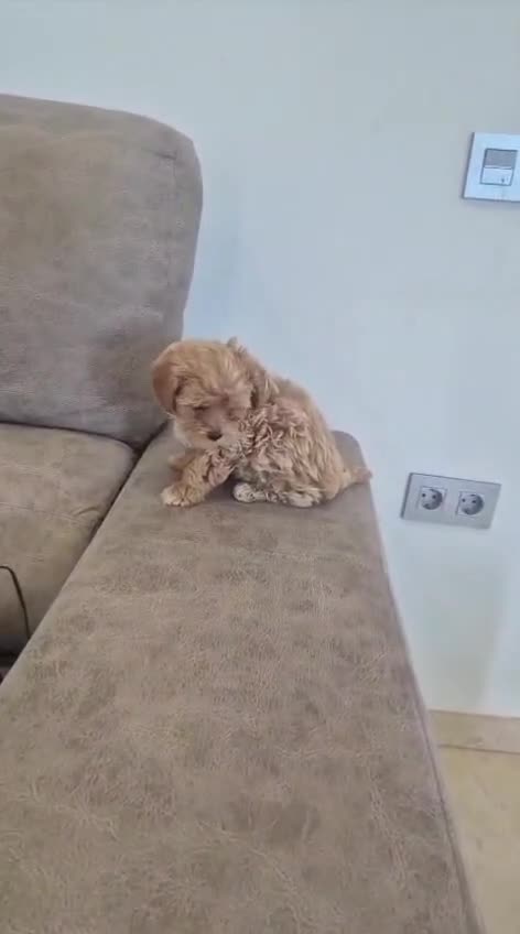 Maltipoo perros en venta: Maltipoo macho - Video 1