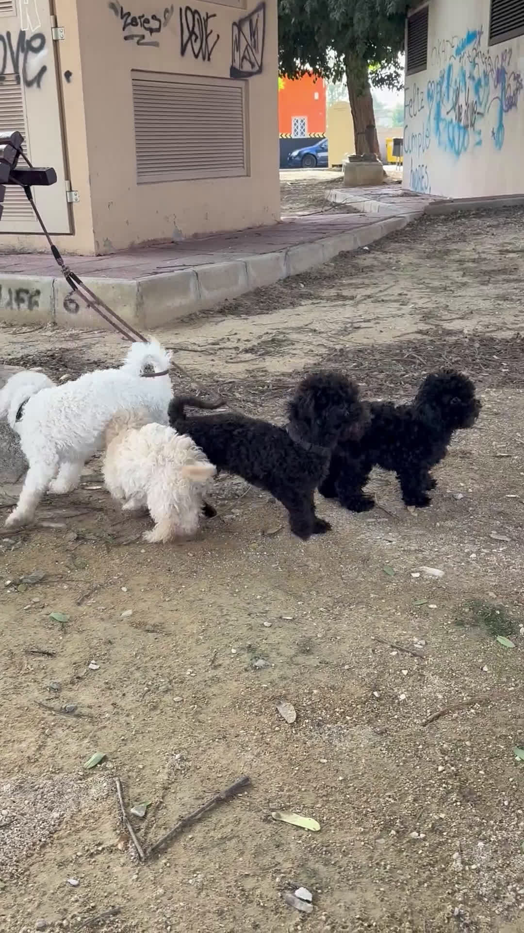 Caniche Toy perros en venta: 2 machitos caniche toy - Video 1