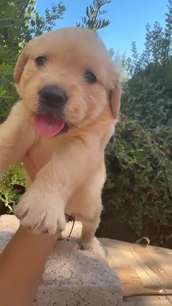 Golden Retriever perros en venta: Golden Retriever - Video 2