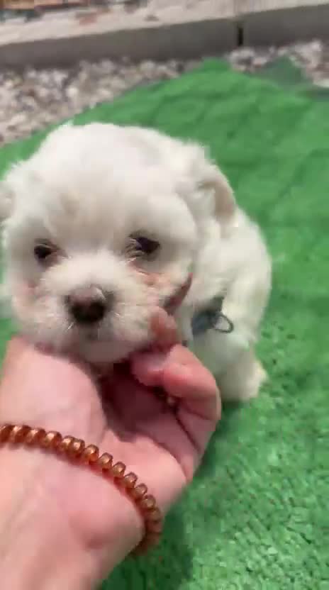 Bichón Maltés perros en venta: BICHÓN MALTÉS  - Video 1
