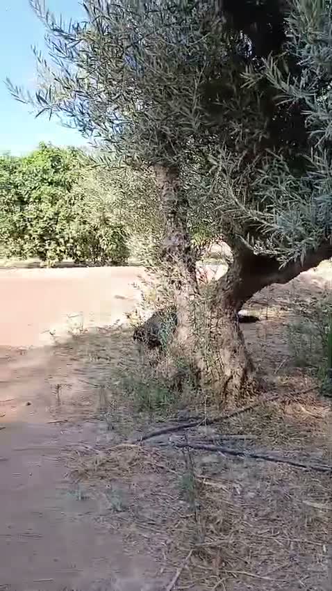 Pastor Australiano perros en venta: PASTOR AUSTRALIANO  - Video 2
