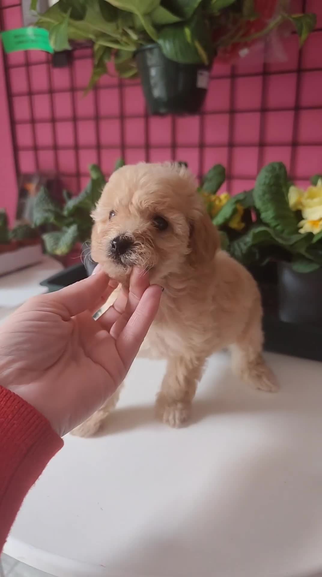 Caniche Toy perros en venta: Espectaculares caniche toy en Madrid - Video 2