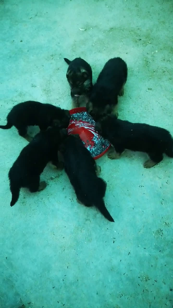 Pastor Alemán perros en venta: Espectaculares pastores alemanes  - Video 1