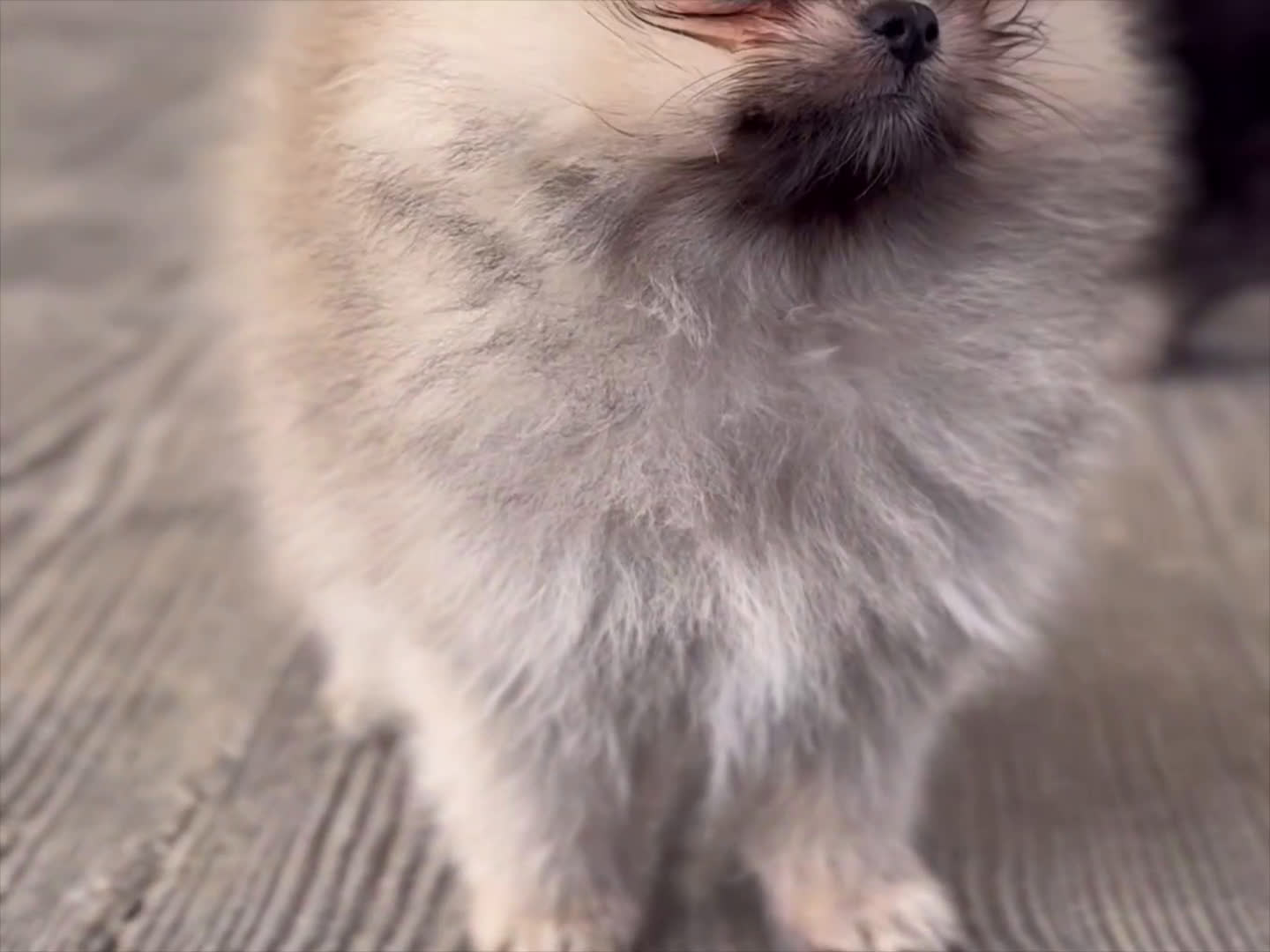 Pomerania perros en venta: 🐾 🌟 PEQUEÑOS POMERANIA ÚNICOS Y SIMPÁTICOS 🐾 🌟 - Video 2