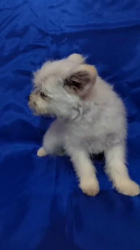 Otras razas perros en venta: Cachorro de Maltipom en Segovia - Video 3
