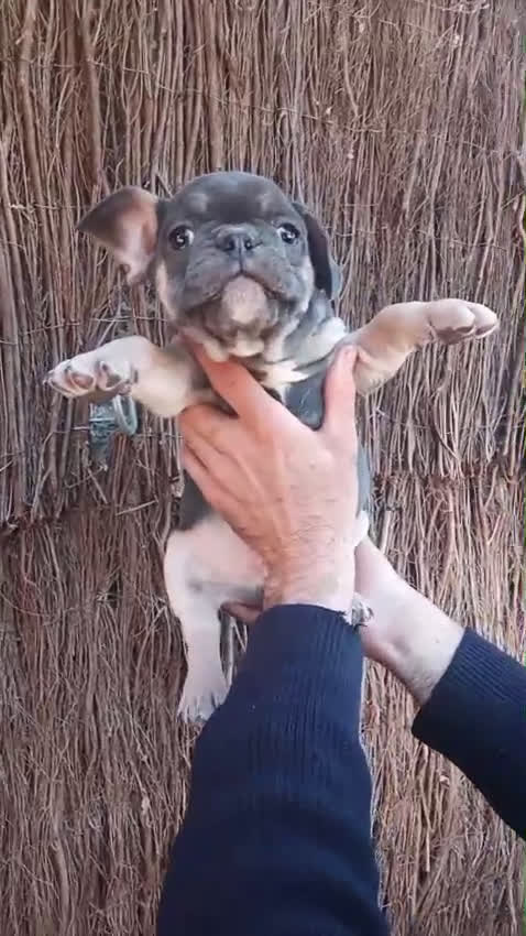 Bulldog Francés perros en venta: Bulldog francés 700 hembrasss!! - Video 4