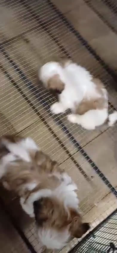 Shih Tzu perros en venta: Shih Tzu 2 machitos disponible - Video 1