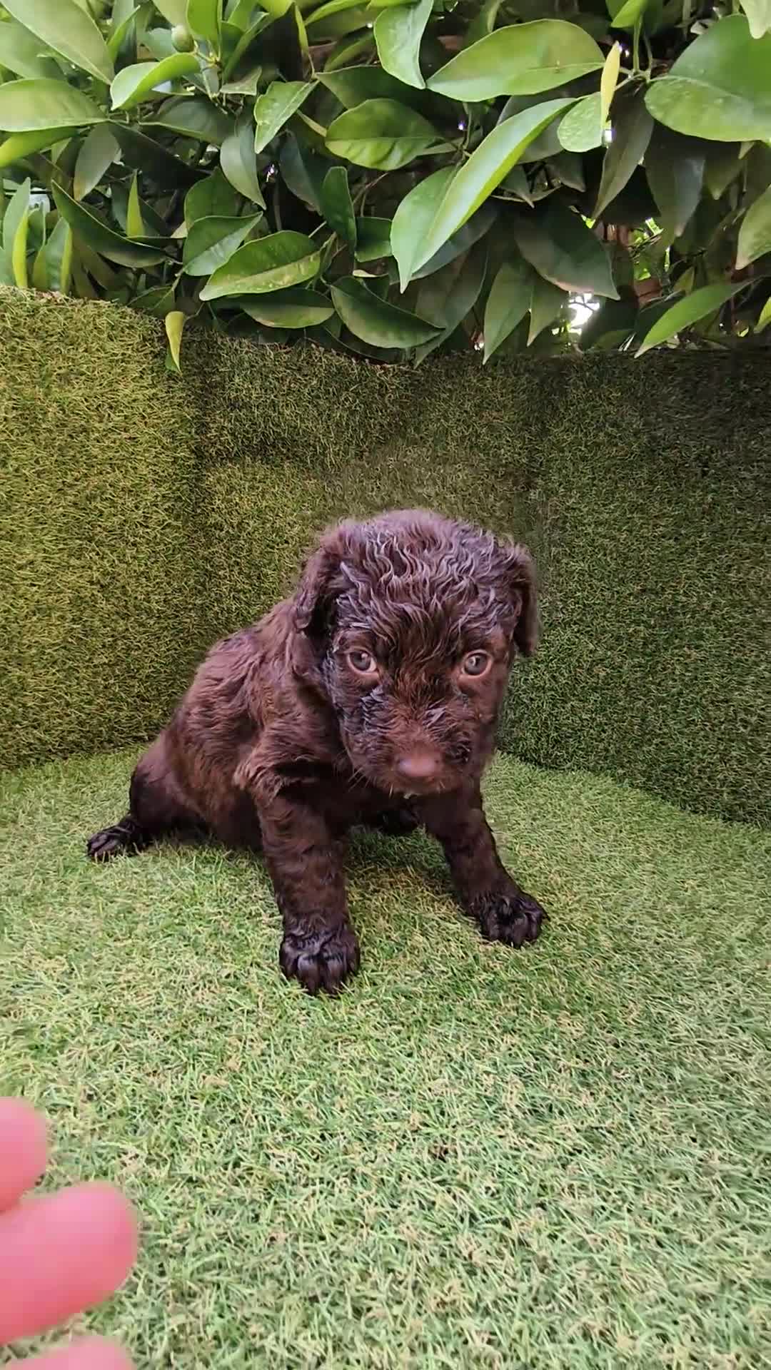 Perro de Agua Español perros en venta: perro agua hembra chocolate  - Video 1