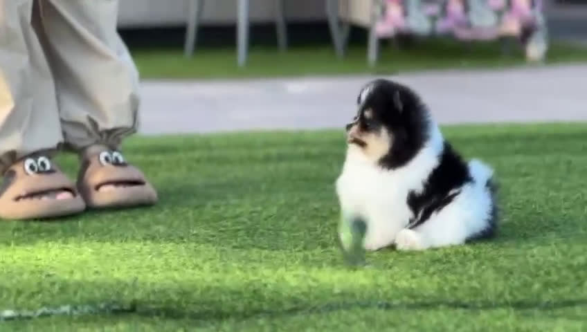 Pomerania perros en venta: Perros Pomeranios   - Video 2