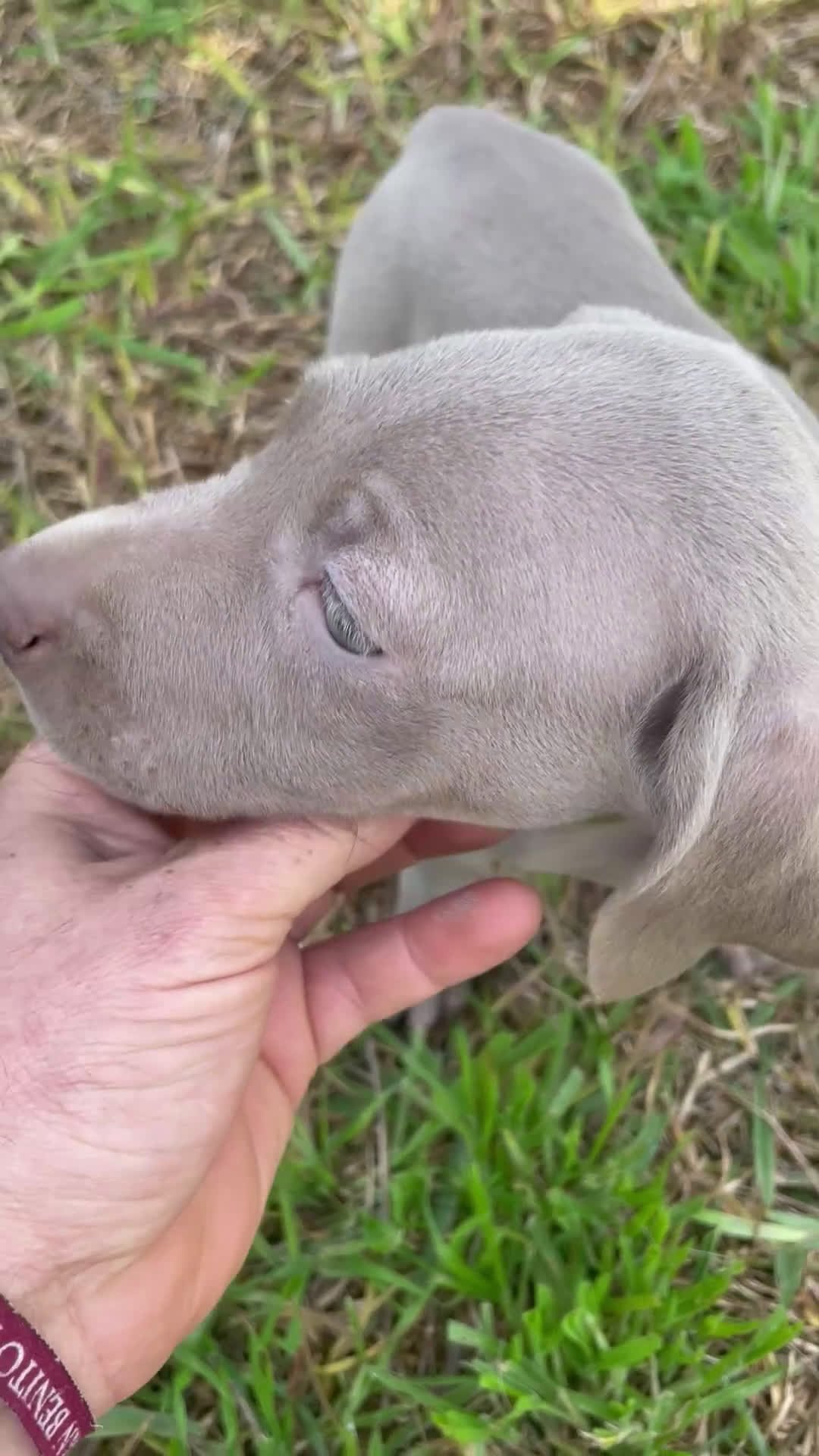 Weimaraner perros en venta: Braco de Weimar  - Video 1