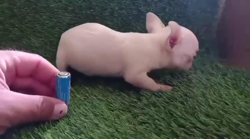 Chihuahua perros en venta: Chihuahuas micro toy máxima calidad - Video 3