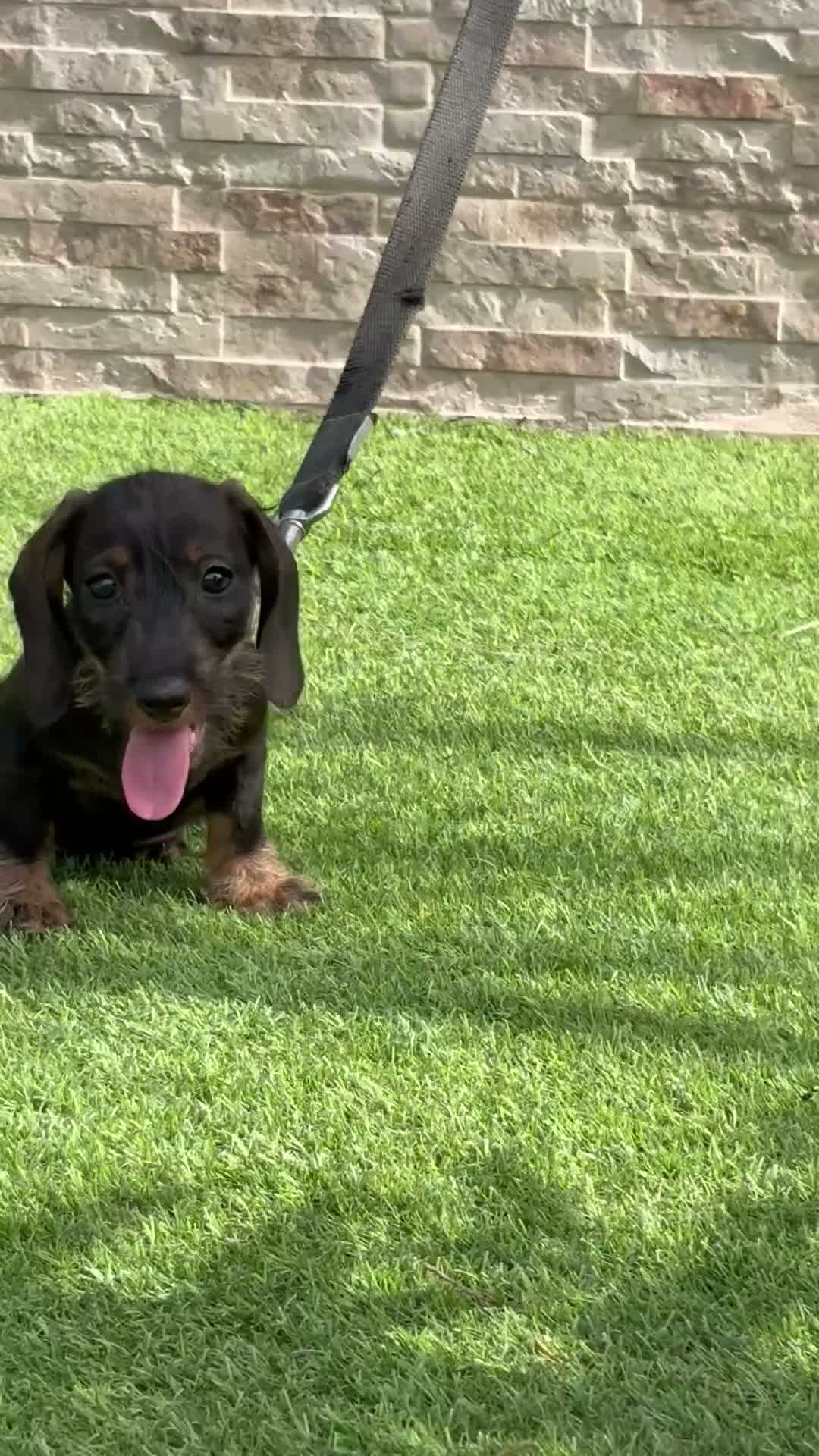 Teckel perros en venta: Cachorro  teckel  - Video 1