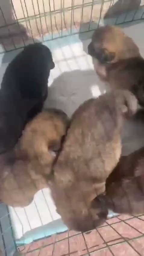 Pastor del Cáucaso perros en venta: Pastor del Cáucaso - Video 1
