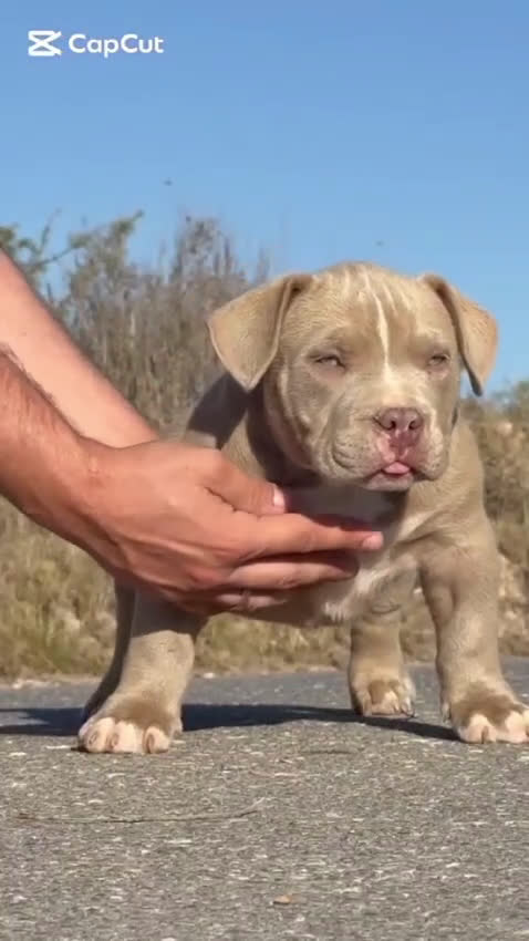 American Bully perros en venta: Cachorros American Bulli  - Video 1