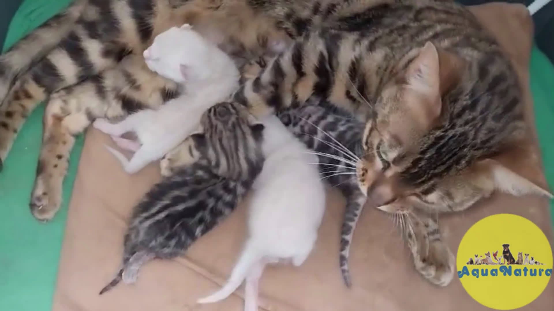 Bengalí gatos en venta: Camada Bengali AQUANATURA en Barcelona - Video 1