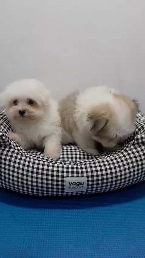 Maltipom perros en venta: Maltipom de excelente calidad  - Video 1