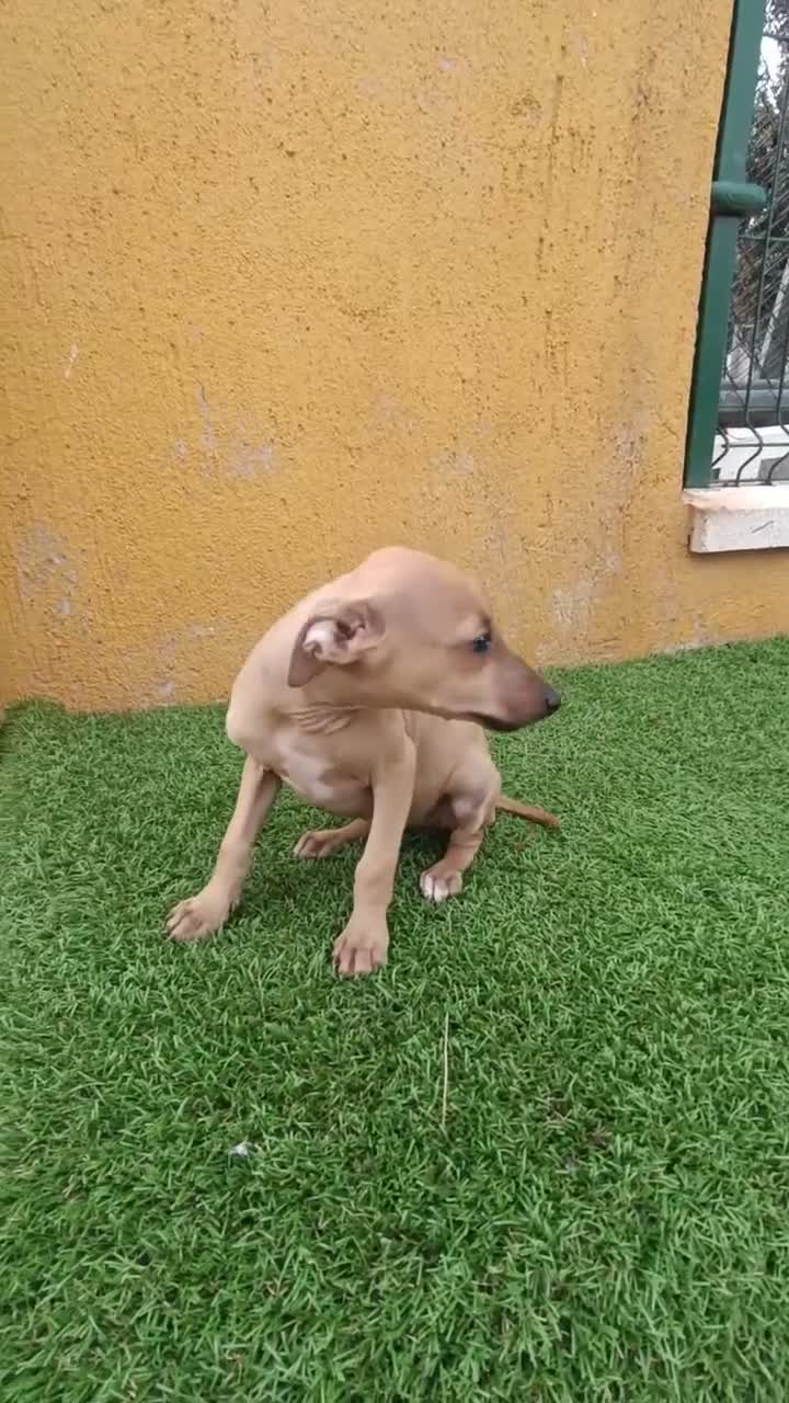 Pequeño Lebrel Italiano perros en venta: Cachorro de Piccolo italiano  - Video 1