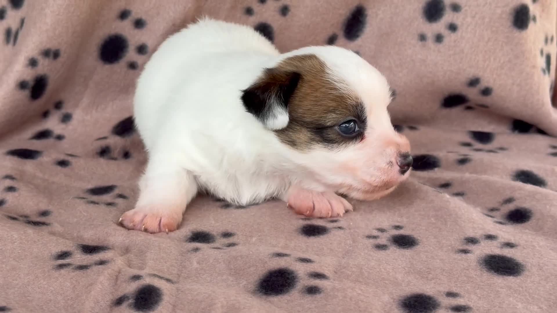 Jack Russell Terrier perros en venta: Cachorros de jack Russell disponibles - Video 1
