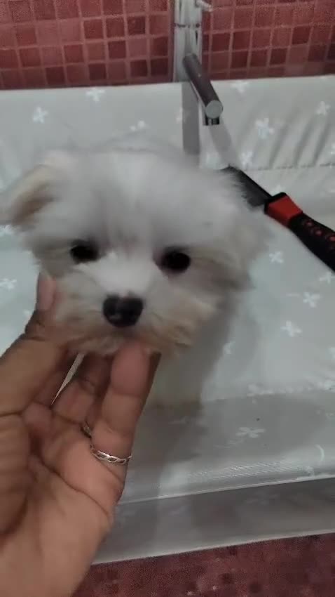 Bichón Maltés perros en venta: Último Bichón Maltés disponible - Video 1