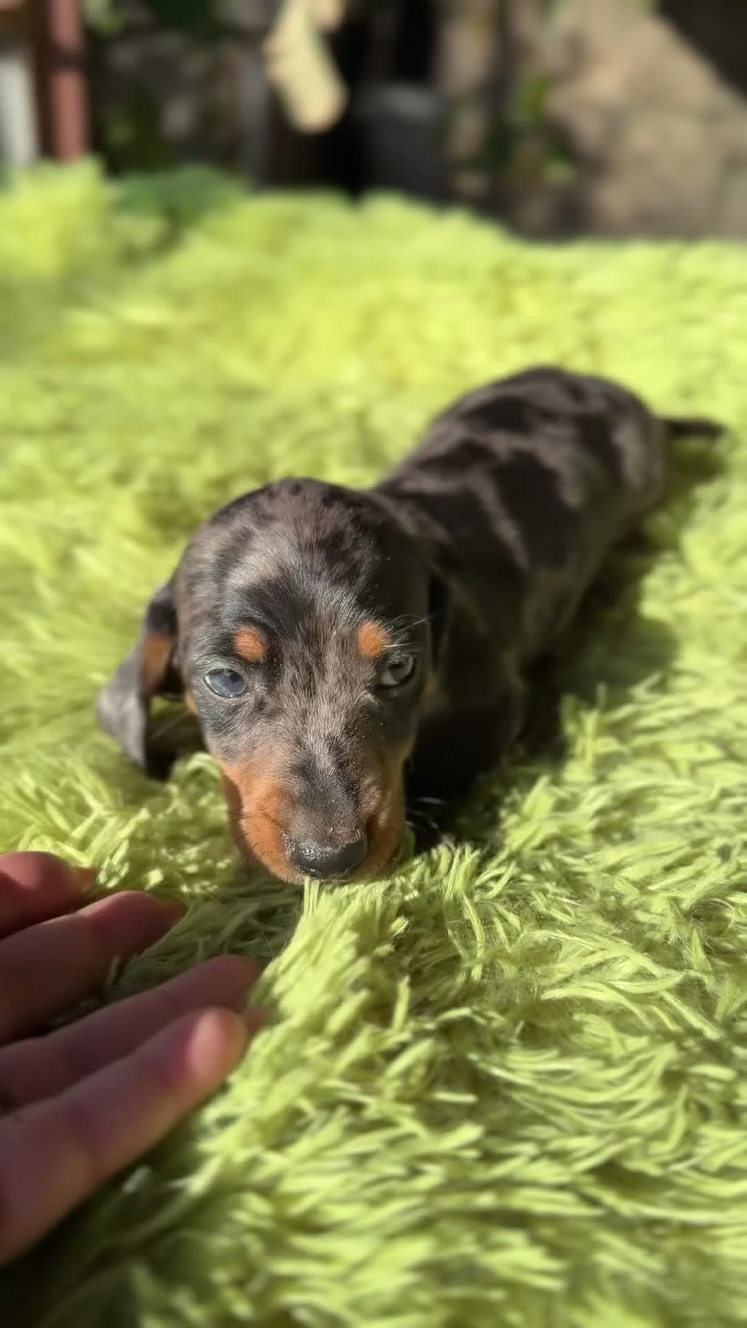 Teckel Miniatura perros en venta: Teckel Arlequin diminuto  - Video 1