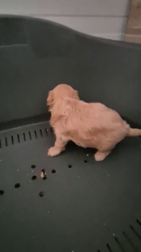 Maltipoo perros en venta: Maltipoo toy - Video 1