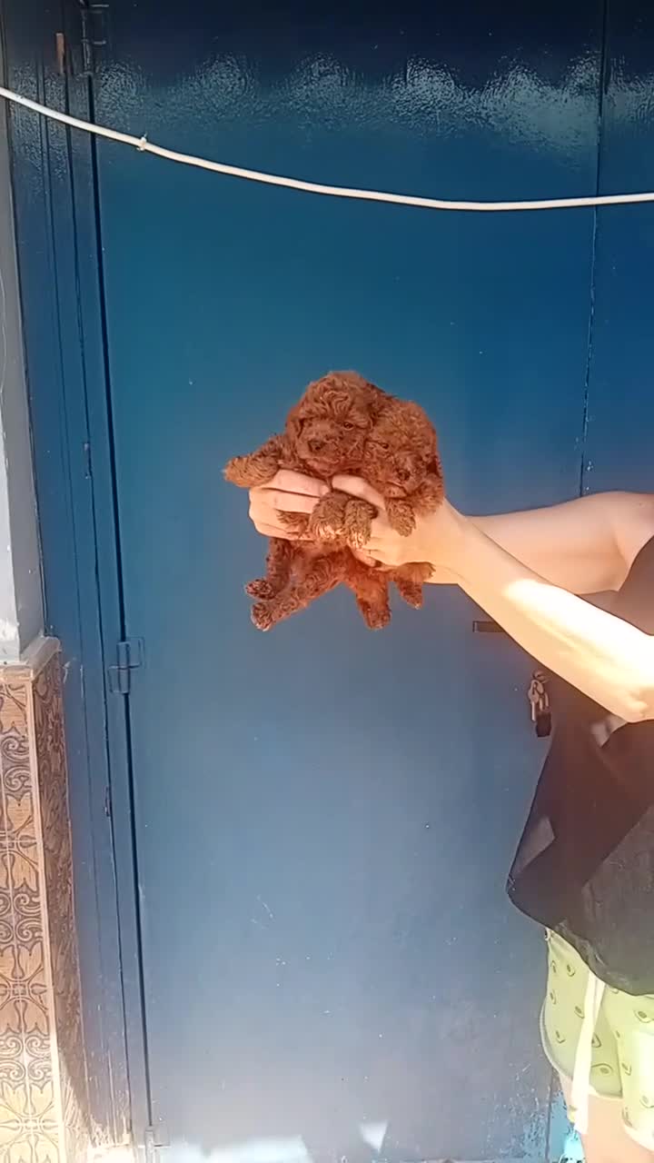 Caniche Toy perros en venta: ‼️‼️CANICHES ROJOS 50% ASIÁTICOS  - Video 1