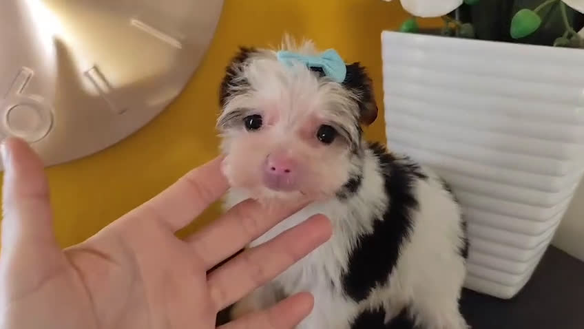 Biewer Yorkshire Terrier a la Pom Pon perros en venta: Yorkshire biewer toy - Video 1