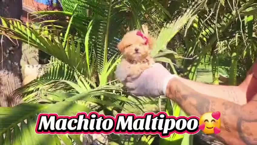 Maltipoo perros en venta: Maltipoos espectaculares, linea coreana. - Video 1