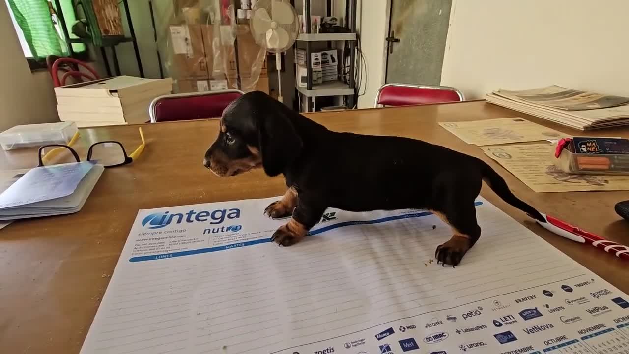 Teckel perros en venta: Cachorritos teckel KaniChen  - Video 1