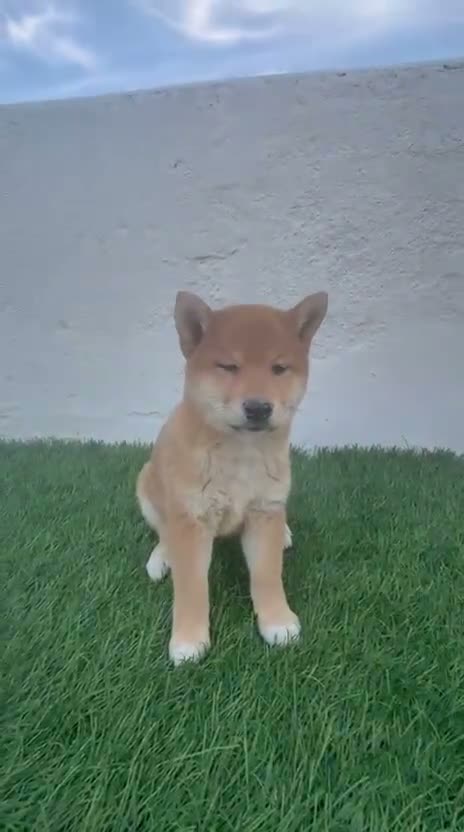 Shiba Inu perros en venta: Shiba Inu - Video 2