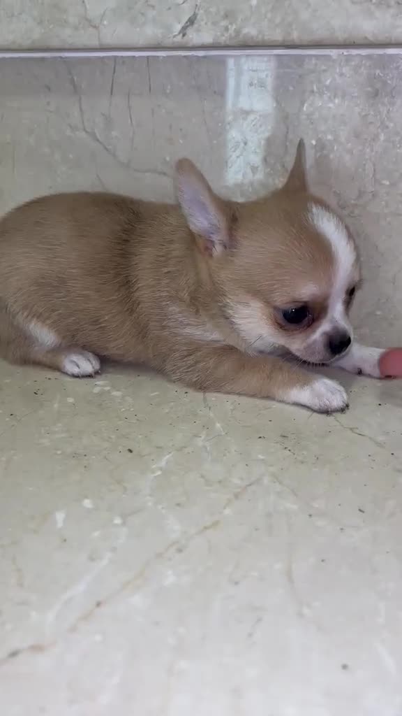 Chihuahua perros en venta: Chihuahua toy  - Video 1