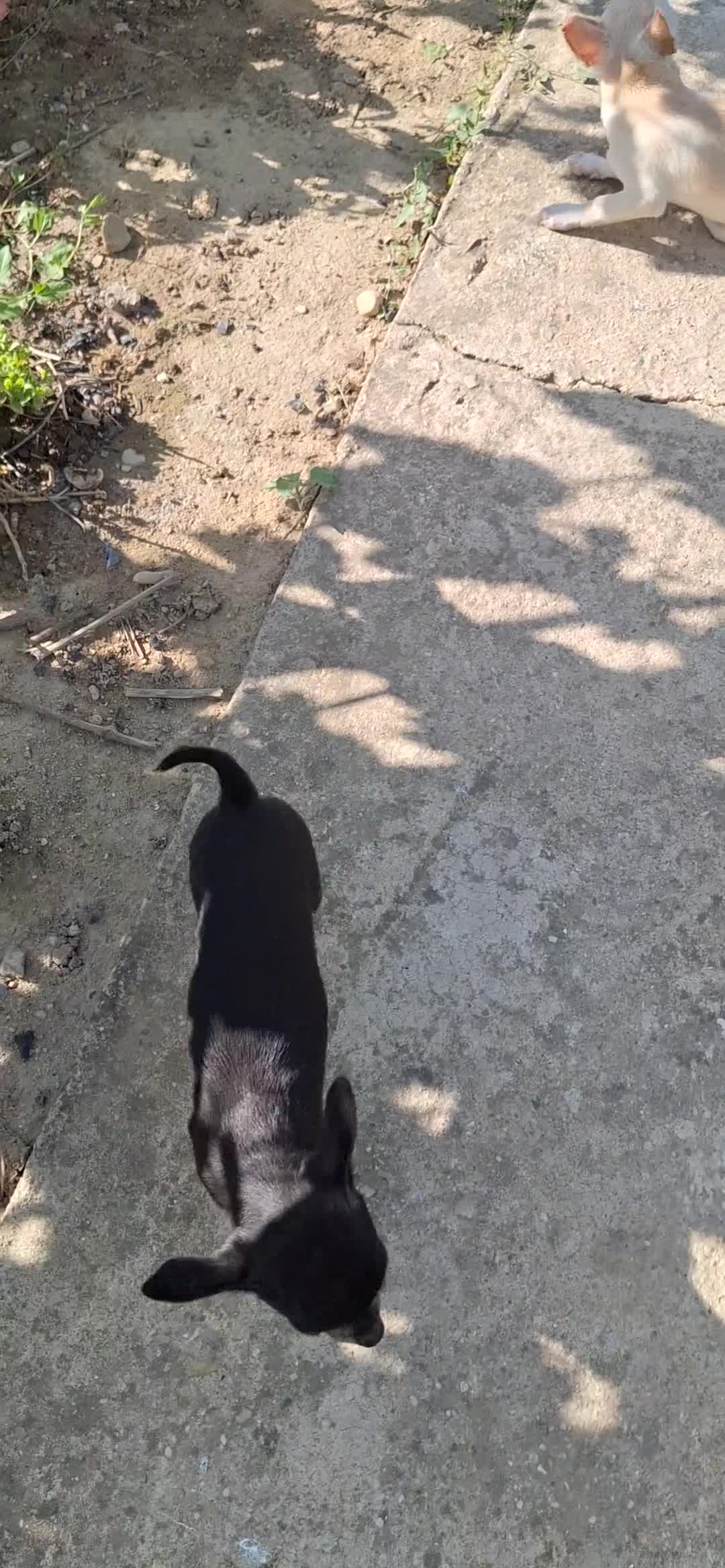 Chihuahua perros en venta: Chihuahua  - Video 1