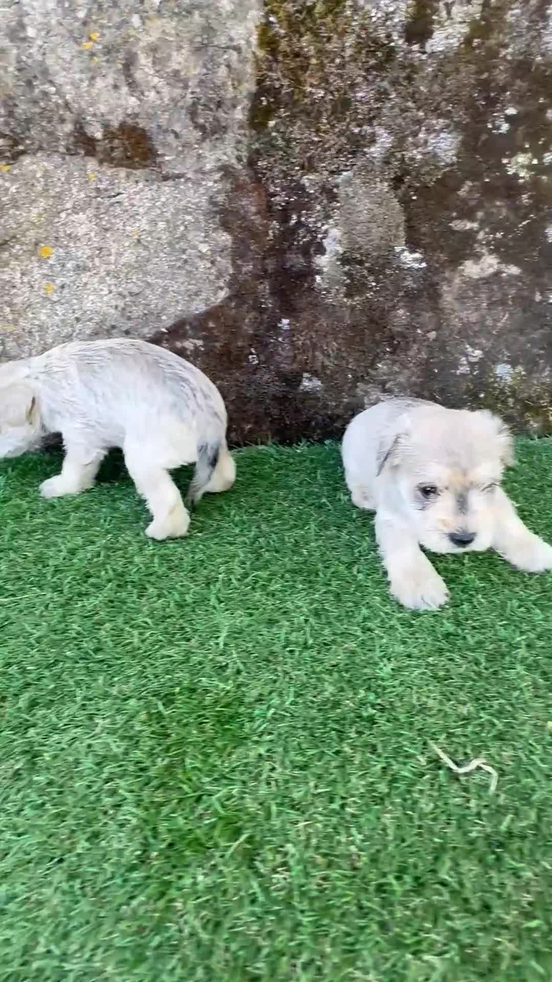 Schnauzer Miniatura perros en venta: Schnauzer Camada Especial  - Video 2