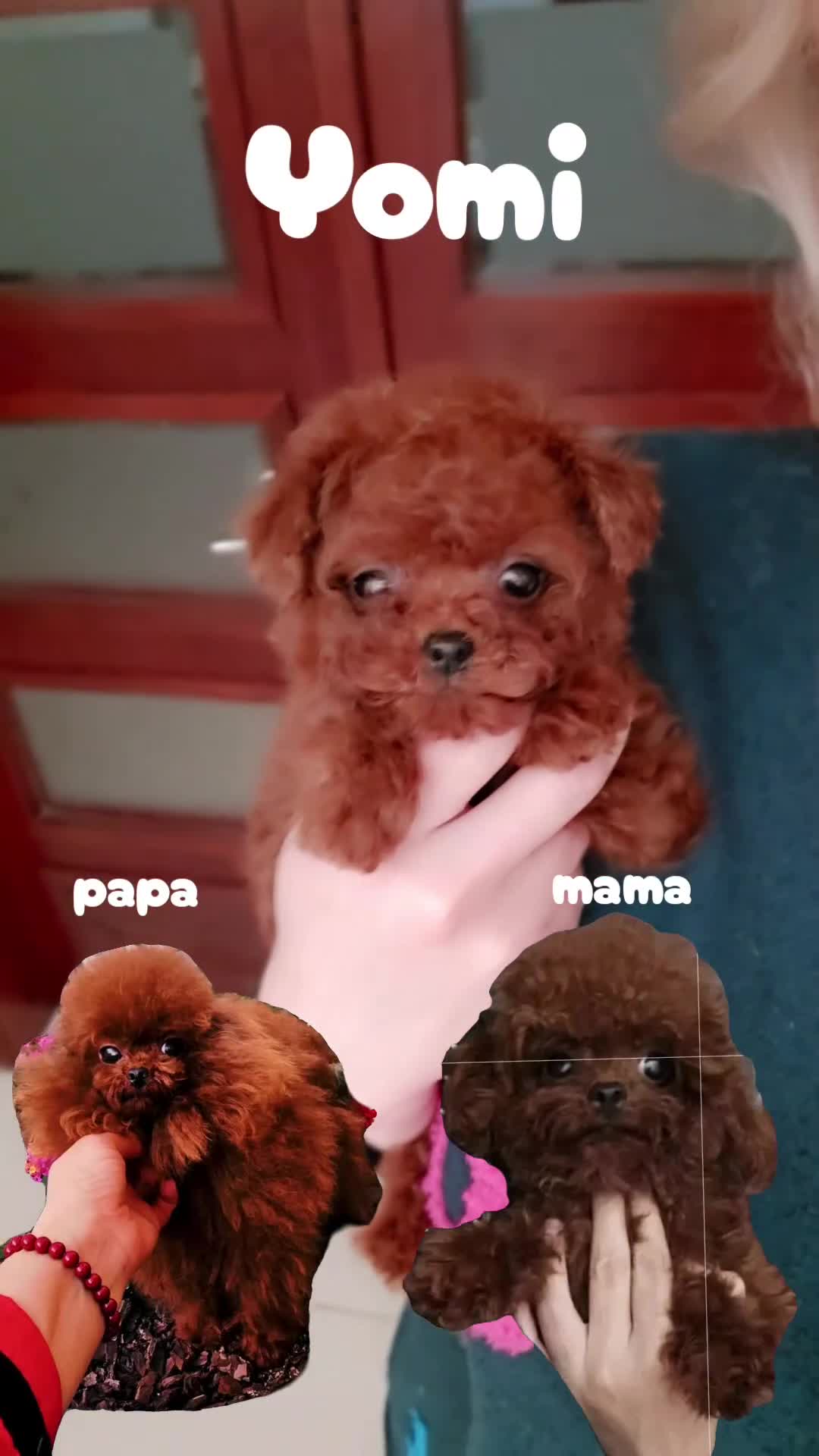 Caniche Toy perros en venta: Caniche Toy hembra rojo oscuro Líneas asiáticas   - Video 2